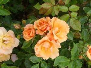 CHARMING (floribunda)